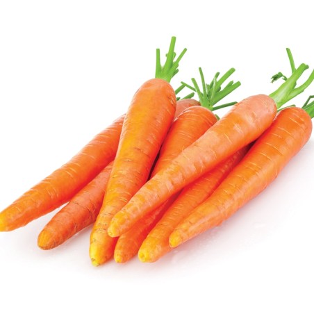 Carrot (Gajar)