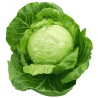 Cabbage (Pata Gobi)