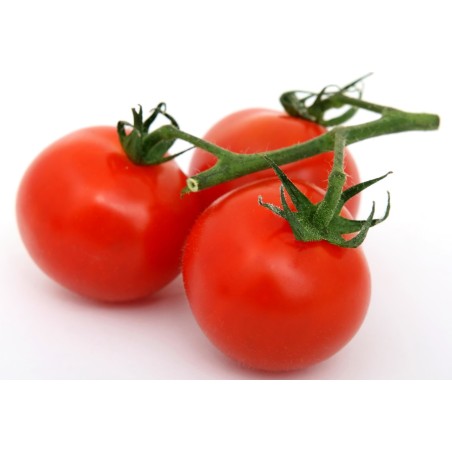 Tomato (Tamatar)
