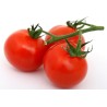 copy of Carrot (Gajar)