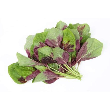 copy of Carrot (Gajar)