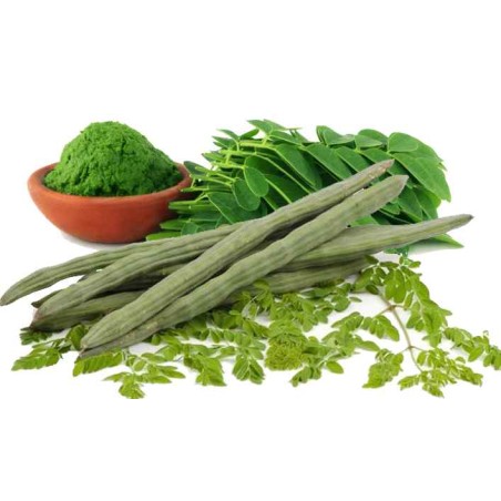 copy of Carrot (Gajar)