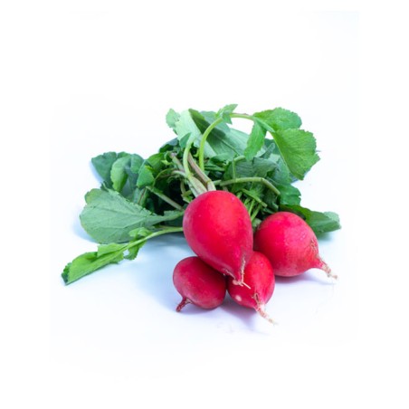 Radish (Lal Mooli)