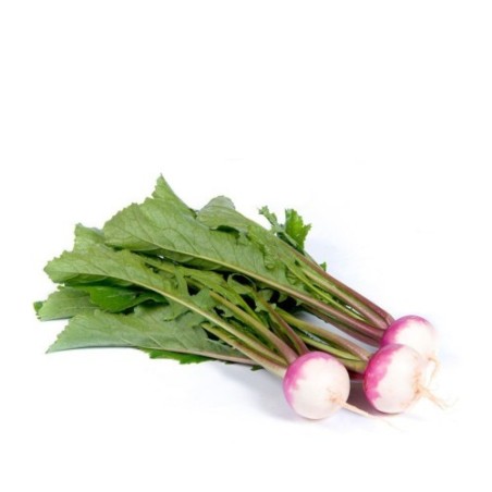 copy of Carrot (Gajar)