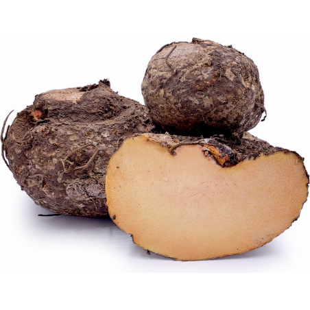 copy of Carrot (Gajar)
