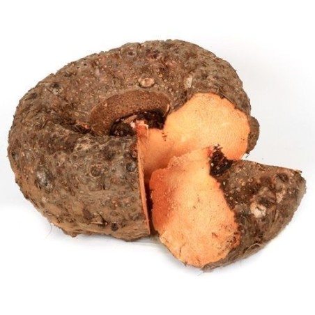 copy of Carrot (Gajar)