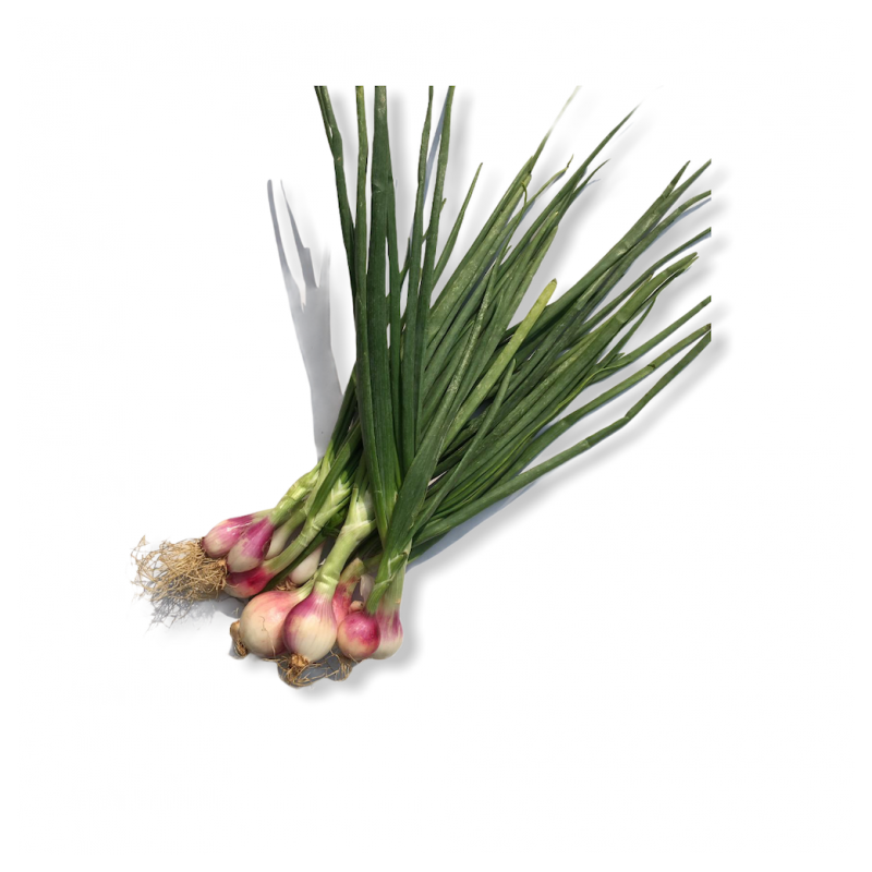 Spring Onions (Hara Pyaz)