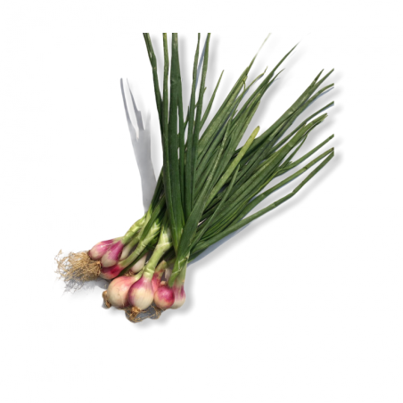 copy of Carrot (Gajar)
